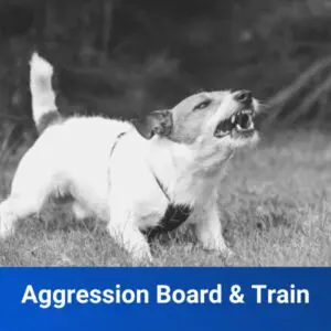 Aggression Board & Train