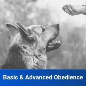 2 Week Dog Training and Boarding