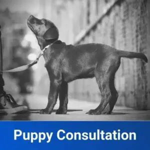 2 Week Dog Training and Boarding Phoenix, Arizona